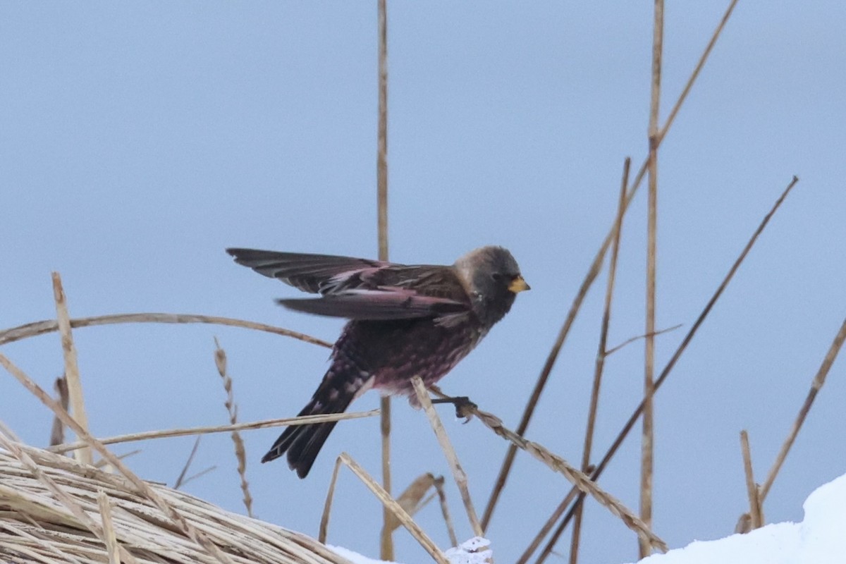 koksfjellfink - ML643214640