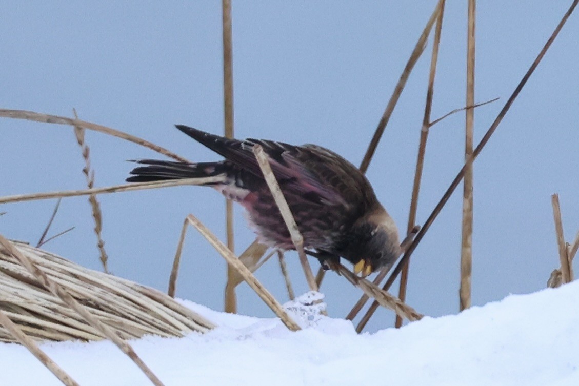 koksfjellfink - ML643214641