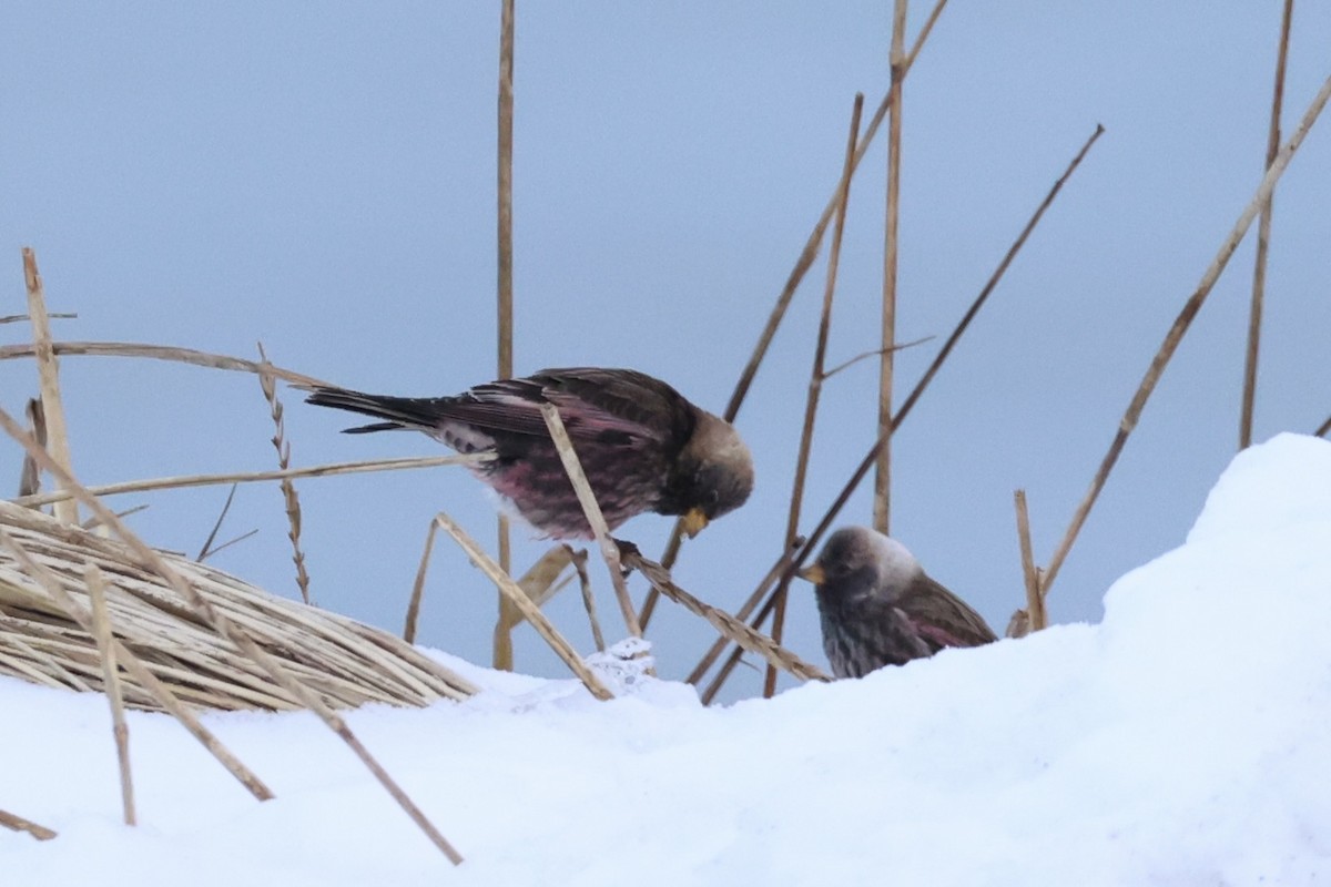 koksfjellfink - ML643214642