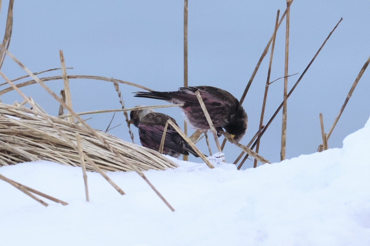 koksfjellfink - ML643214643