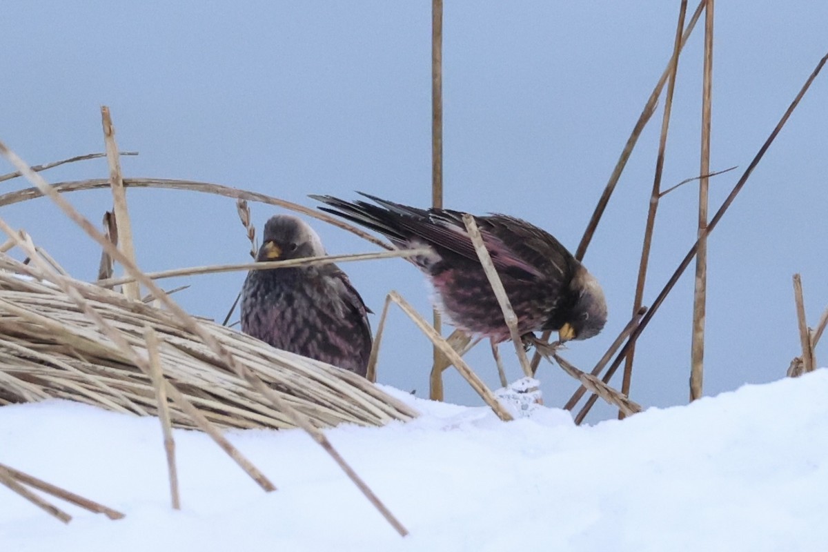 koksfjellfink - ML643214644