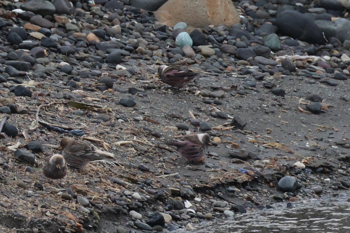 koksfjellfink - ML643214645