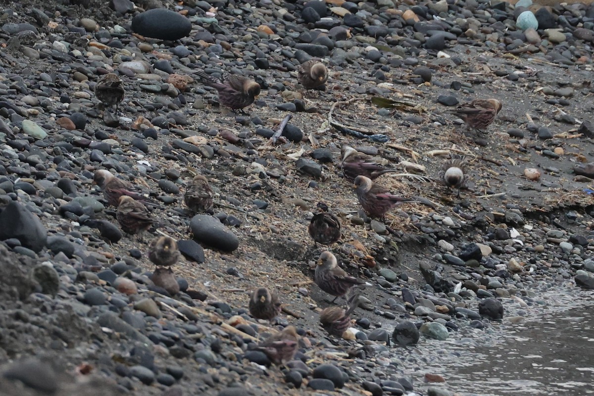 koksfjellfink - ML643214646