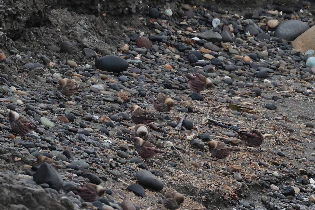 koksfjellfink - ML643214647