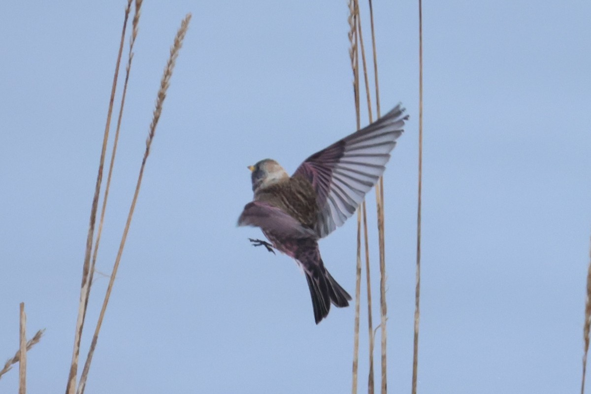 koksfjellfink - ML643214648