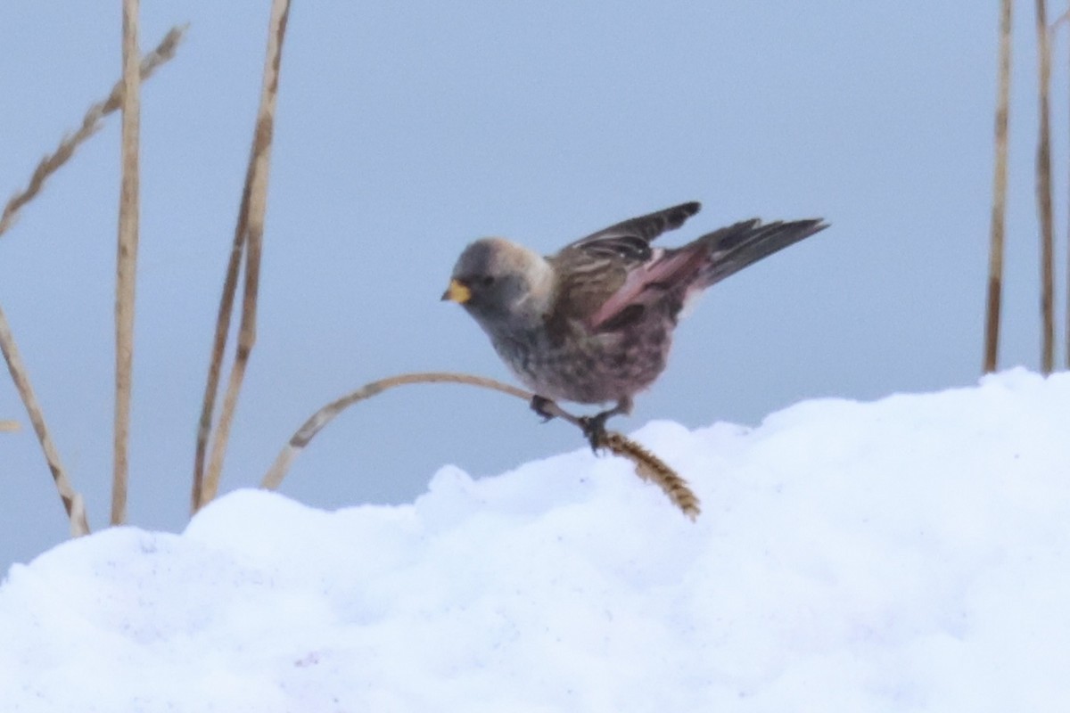 koksfjellfink - ML643214649