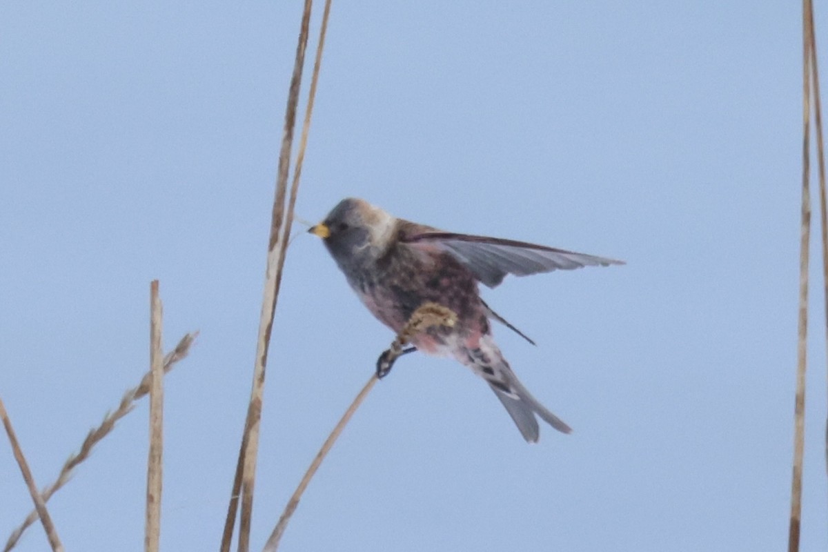 koksfjellfink - ML643214650