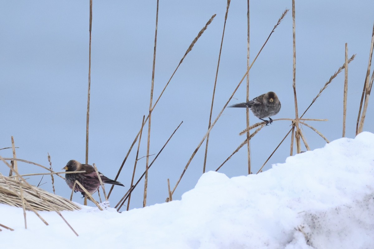 koksfjellfink - ML643214651