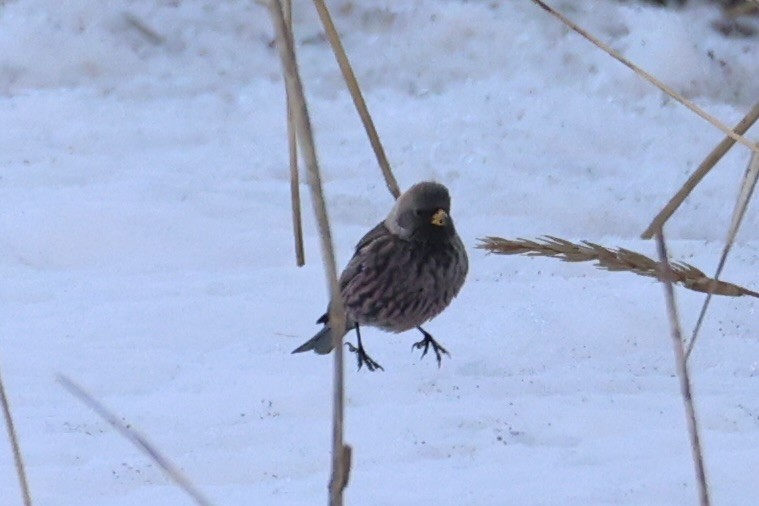 koksfjellfink - ML643214652