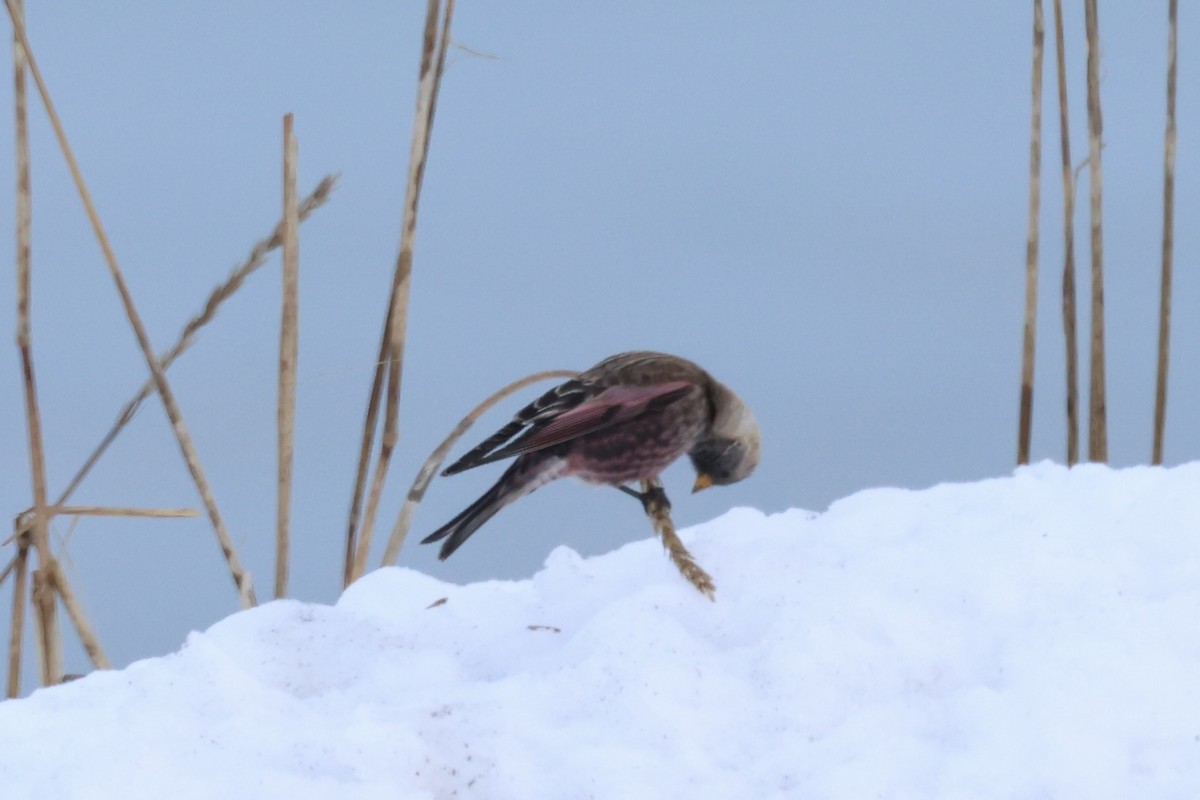 koksfjellfink - ML643214653