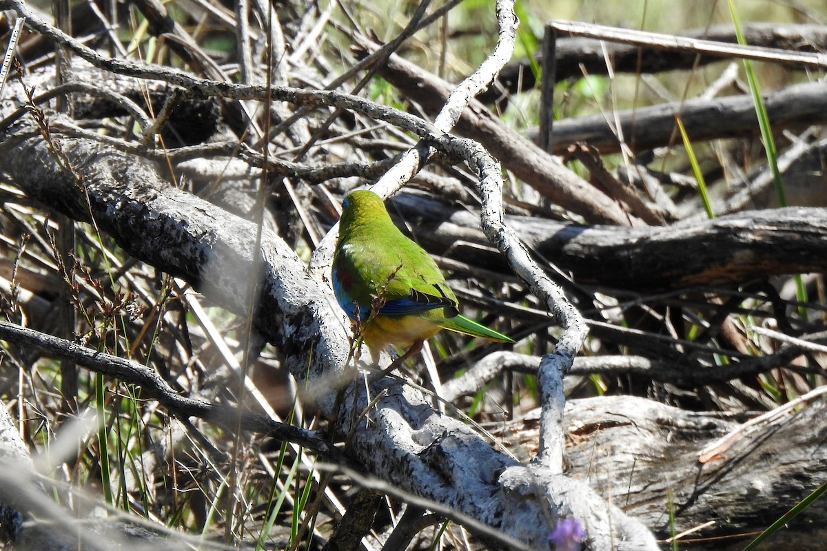 Turquoise Parrot - ML643214656