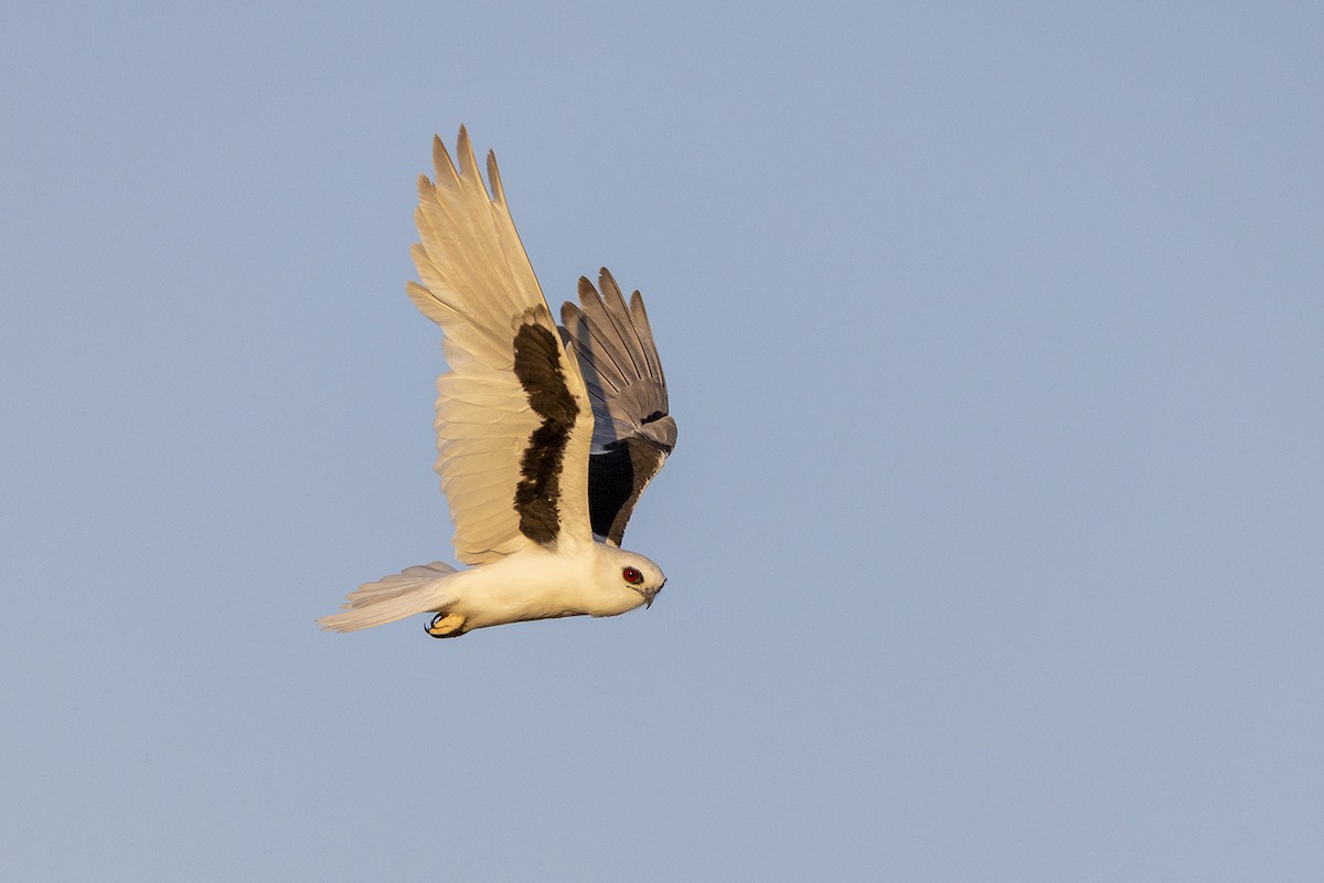 Letter-winged Kite - ML643214660