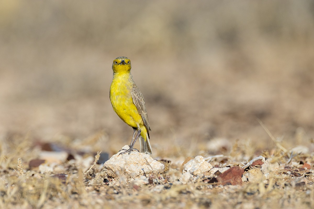 Gibberbird - ML643214662