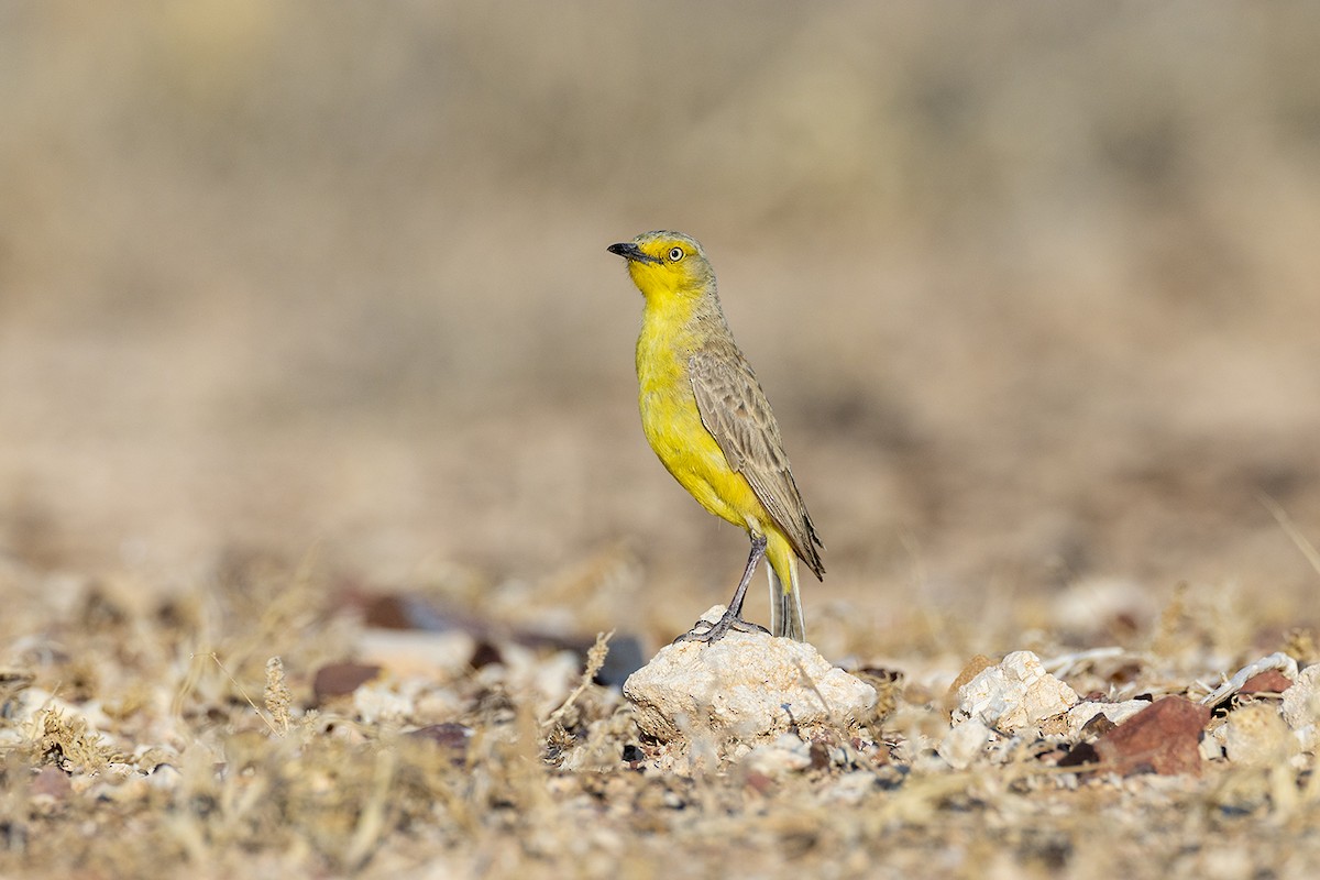 Gibberbird - ML643214663