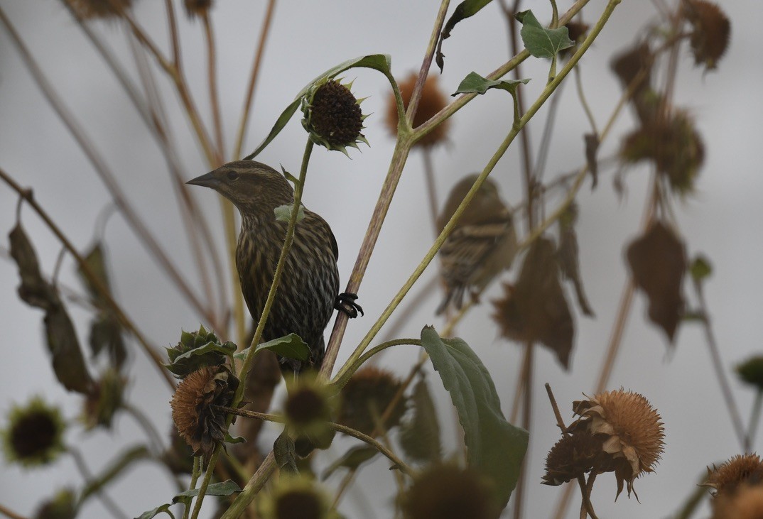 Red-winged Blackbird - ML643214674