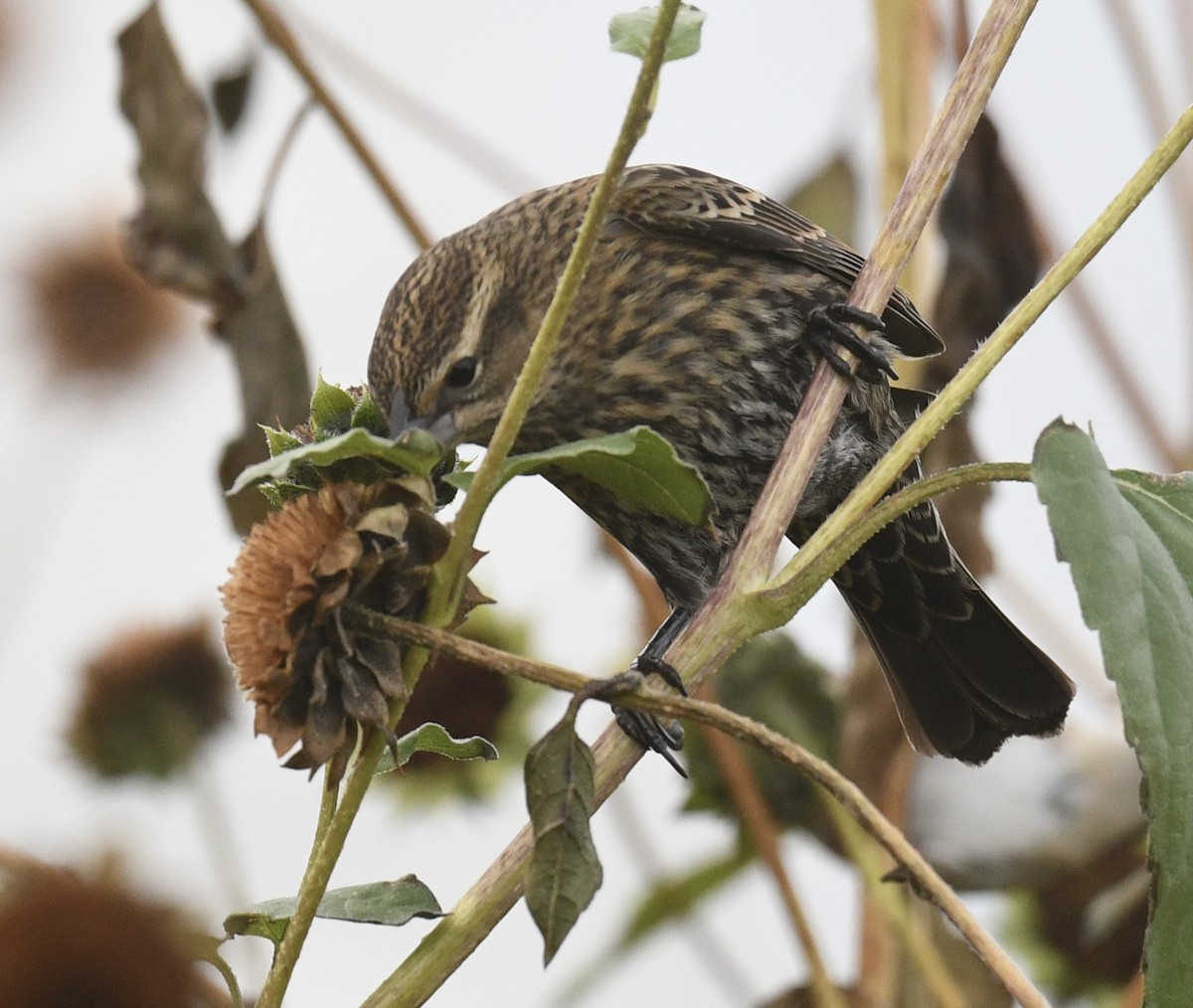 Red-winged Blackbird - ML643214675