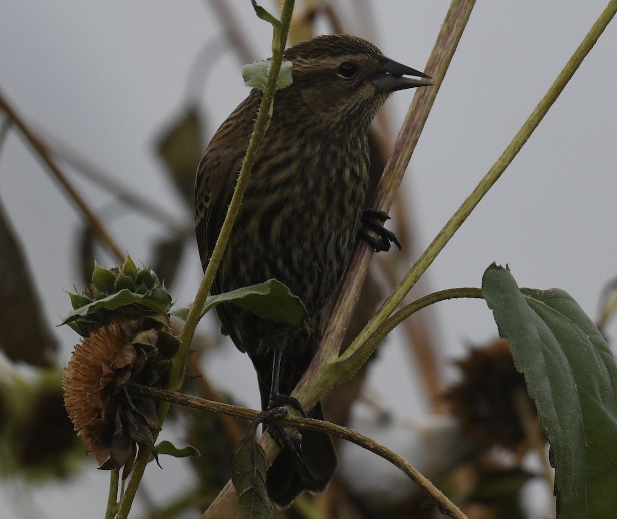 Red-winged Blackbird - ML643214676