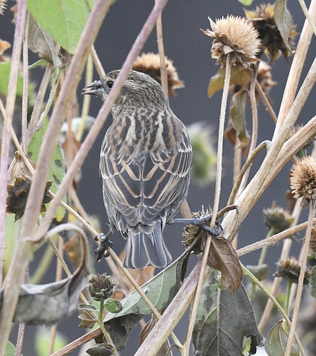 Red-winged Blackbird - ML643214677