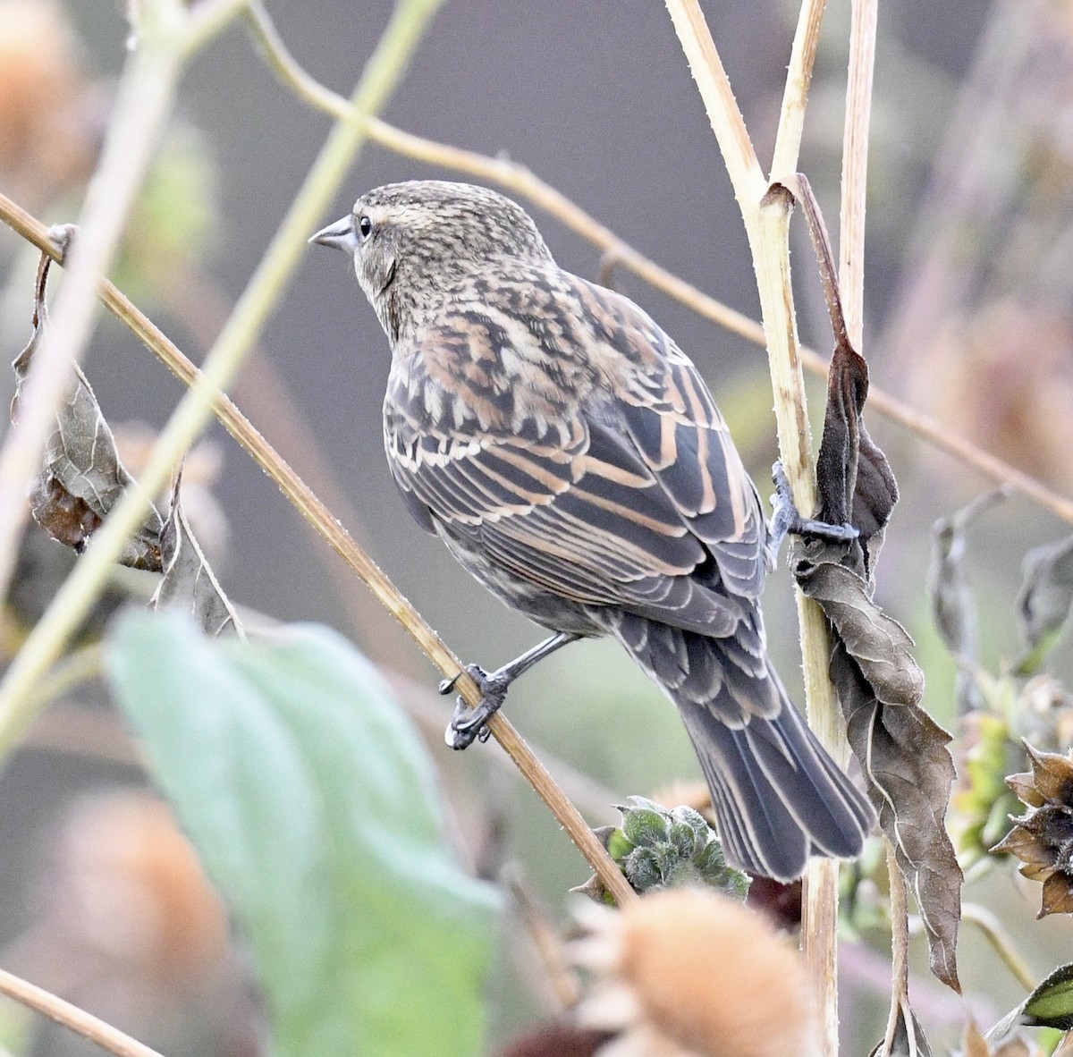 Red-winged Blackbird - ML643214678