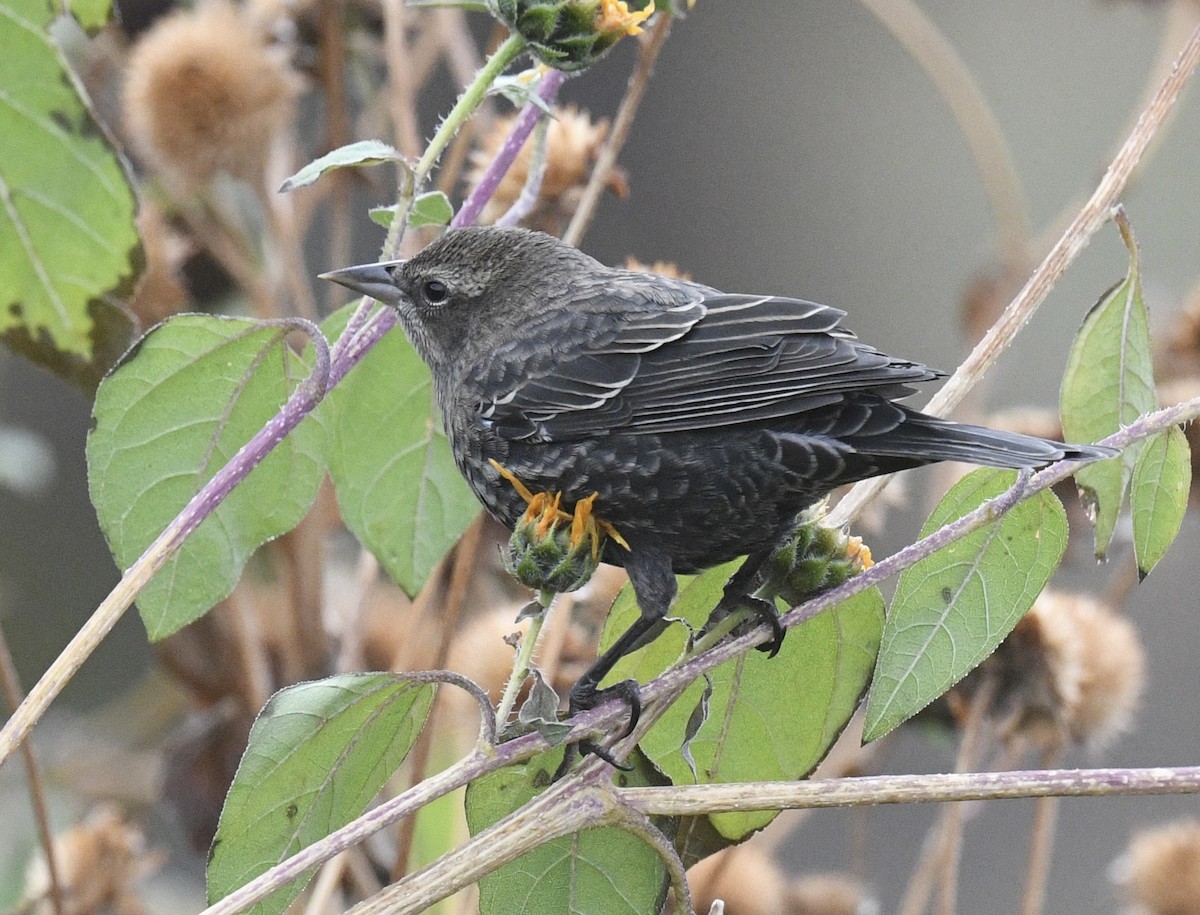 Red-winged Blackbird - ML643214679