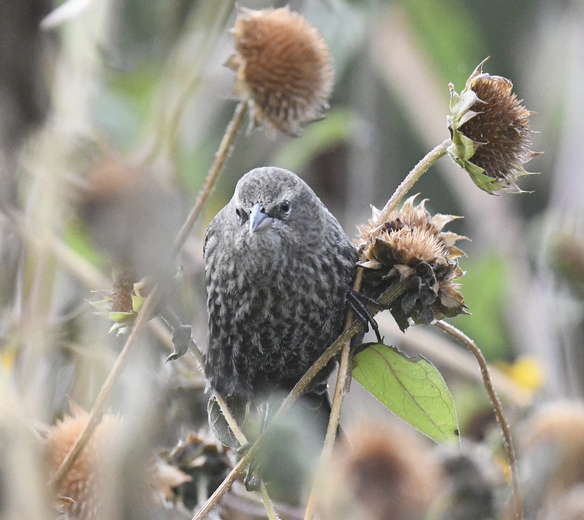 Red-winged Blackbird - ML643214680
