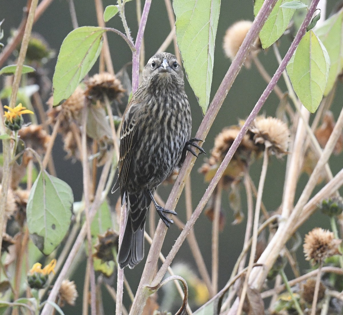 Red-winged Blackbird - ML643214681