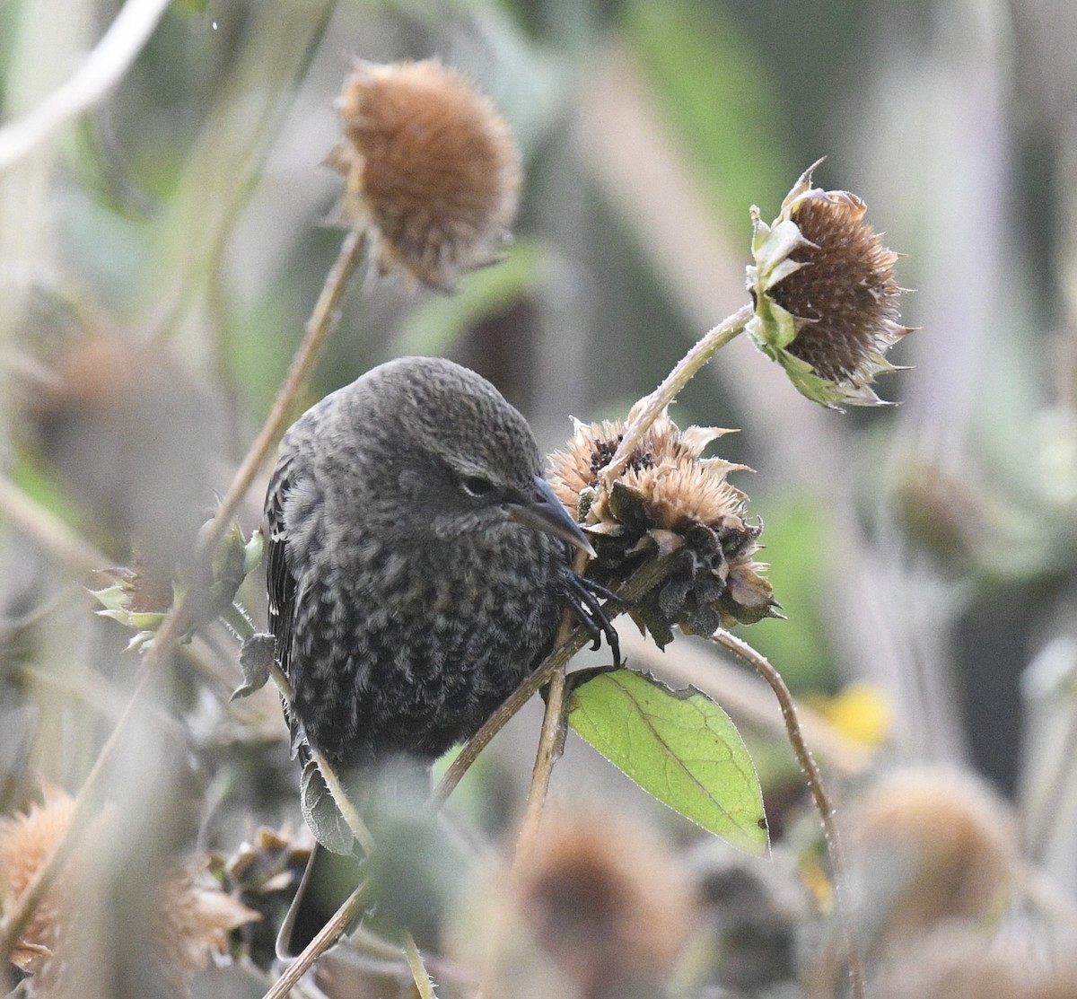 Red-winged Blackbird - ML643214682