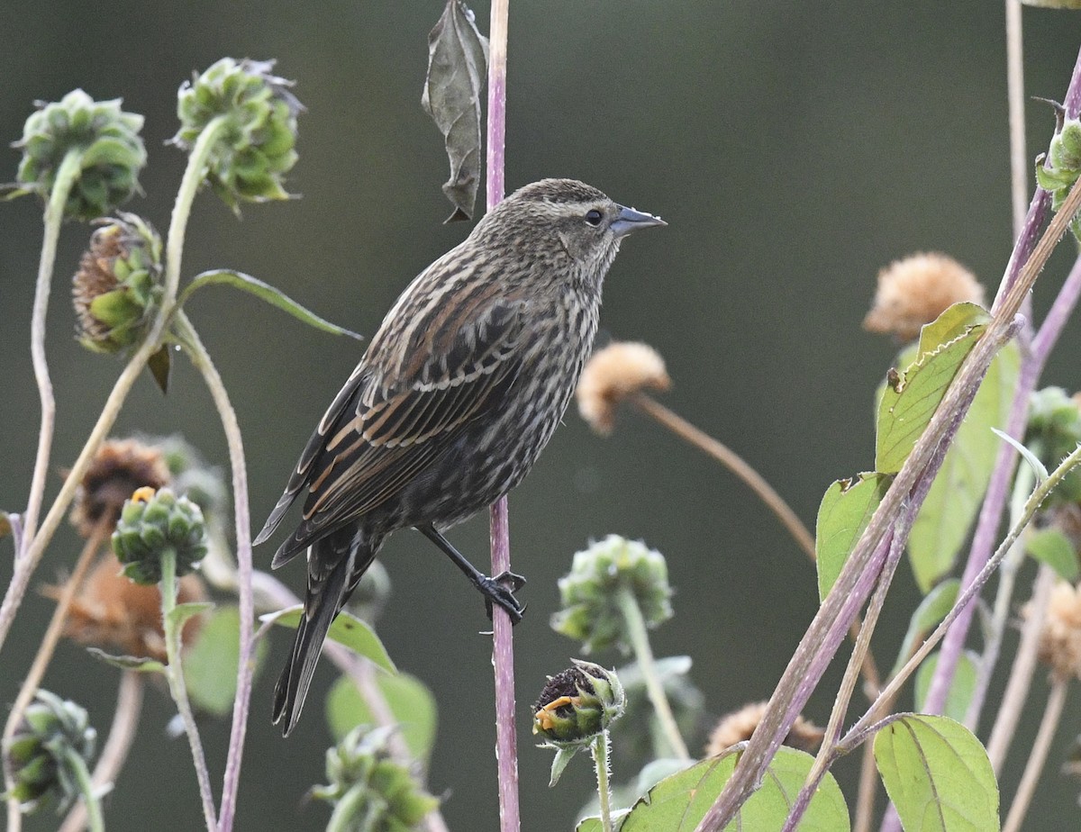 Red-winged Blackbird - ML643214683