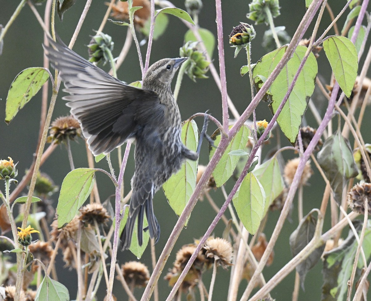 Red-winged Blackbird - ML643214684