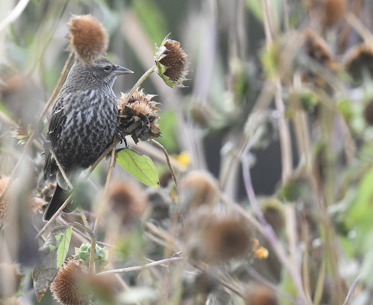Red-winged Blackbird - ML643214685