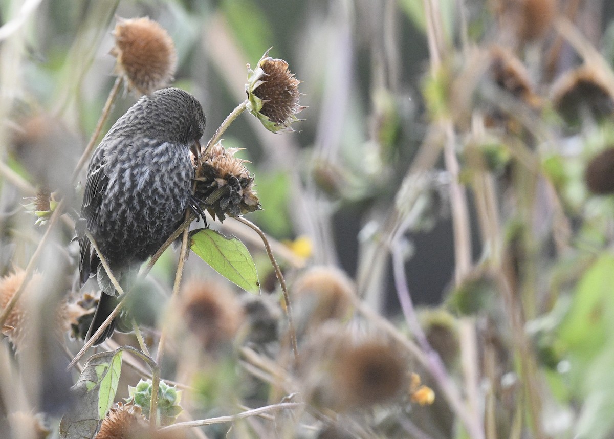 Red-winged Blackbird - ML643214686