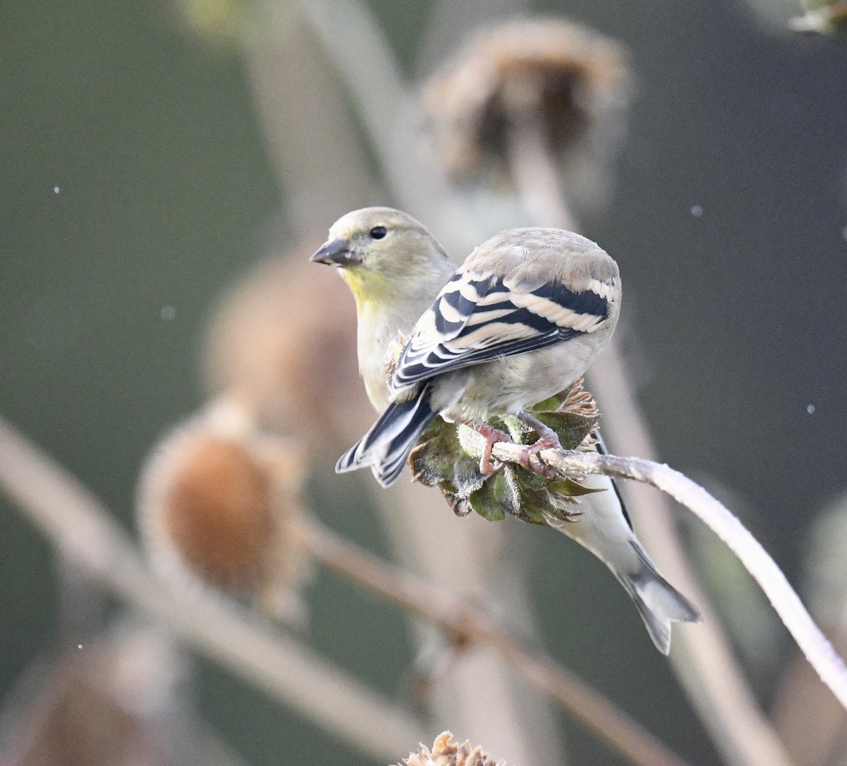 American Goldfinch - ML643214709