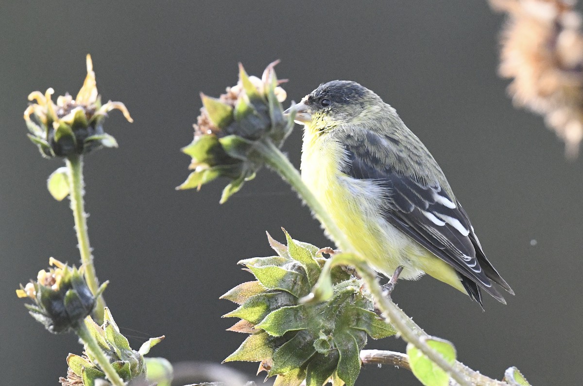 Lesser Goldfinch - ML643214710