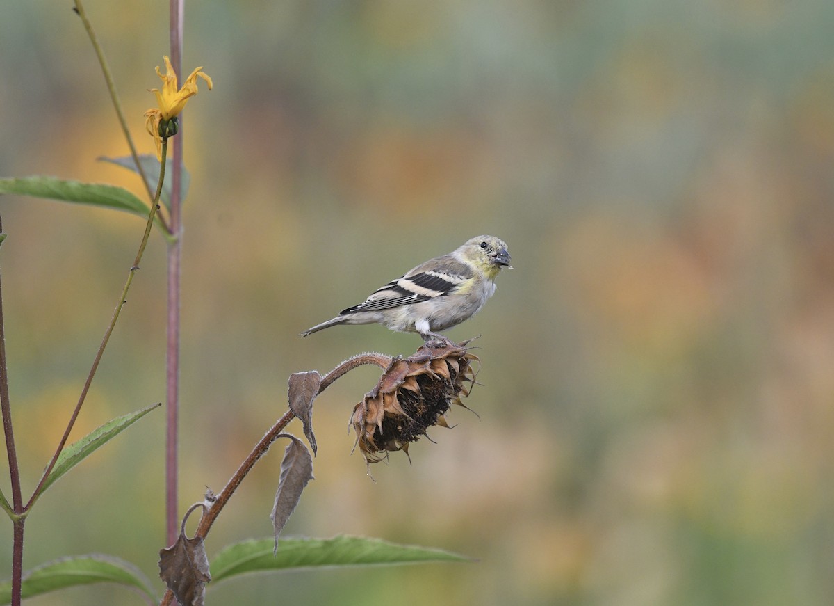 American Goldfinch - ML643214715