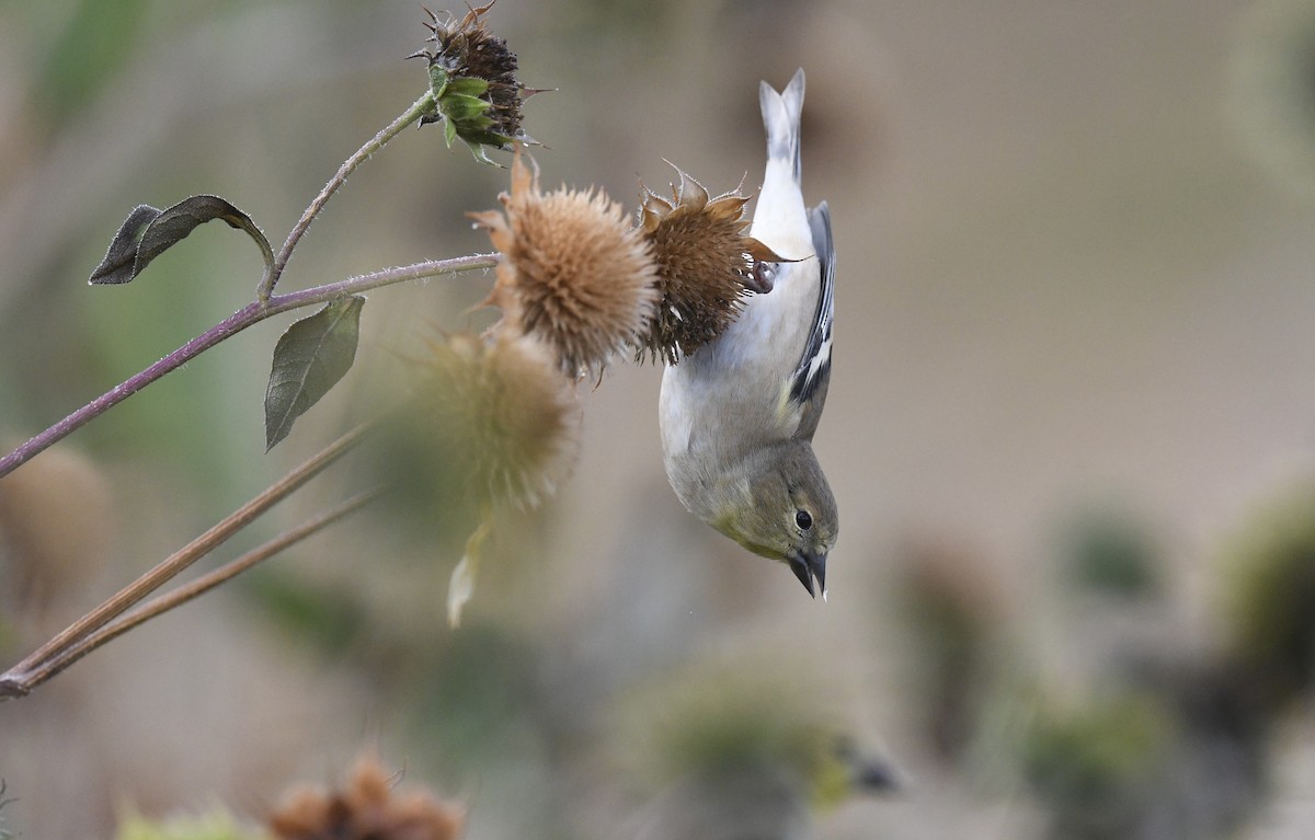 American Goldfinch - ML643214717