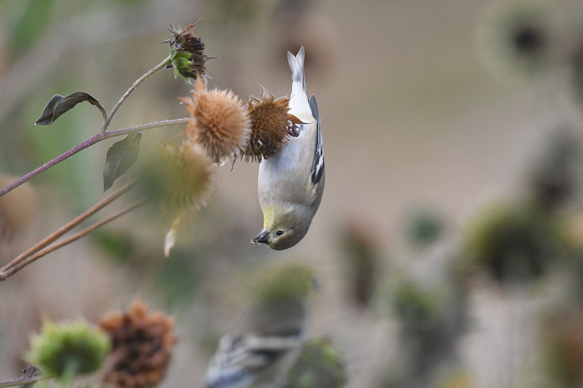 American Goldfinch - ML643214718