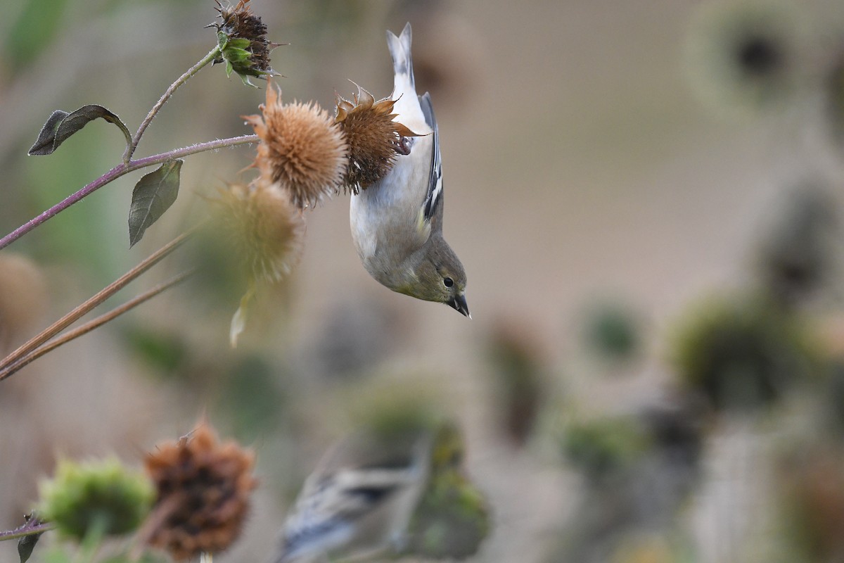 American Goldfinch - ML643214719