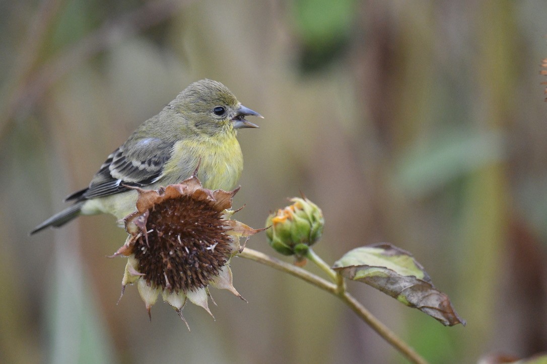 Lesser Goldfinch - ML643214725