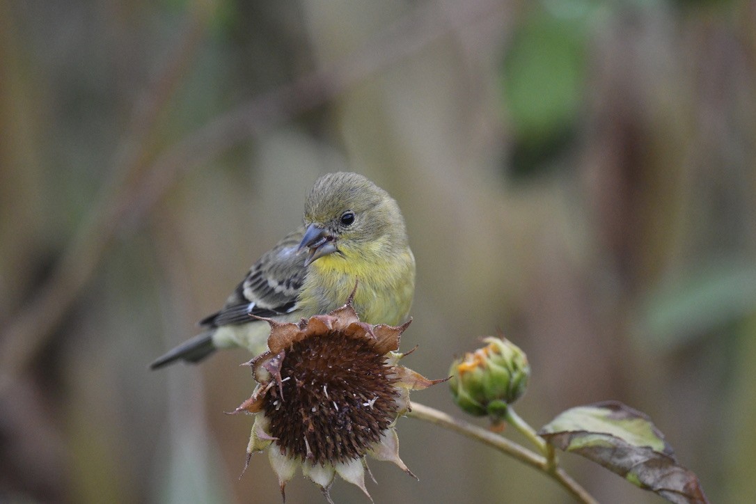 Lesser Goldfinch - ML643214726