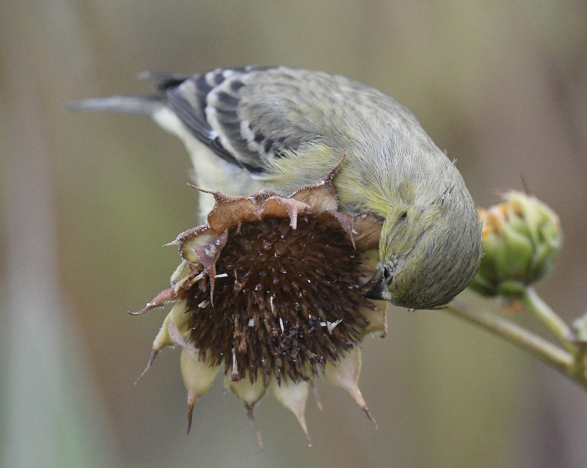 Lesser Goldfinch - ML643214727