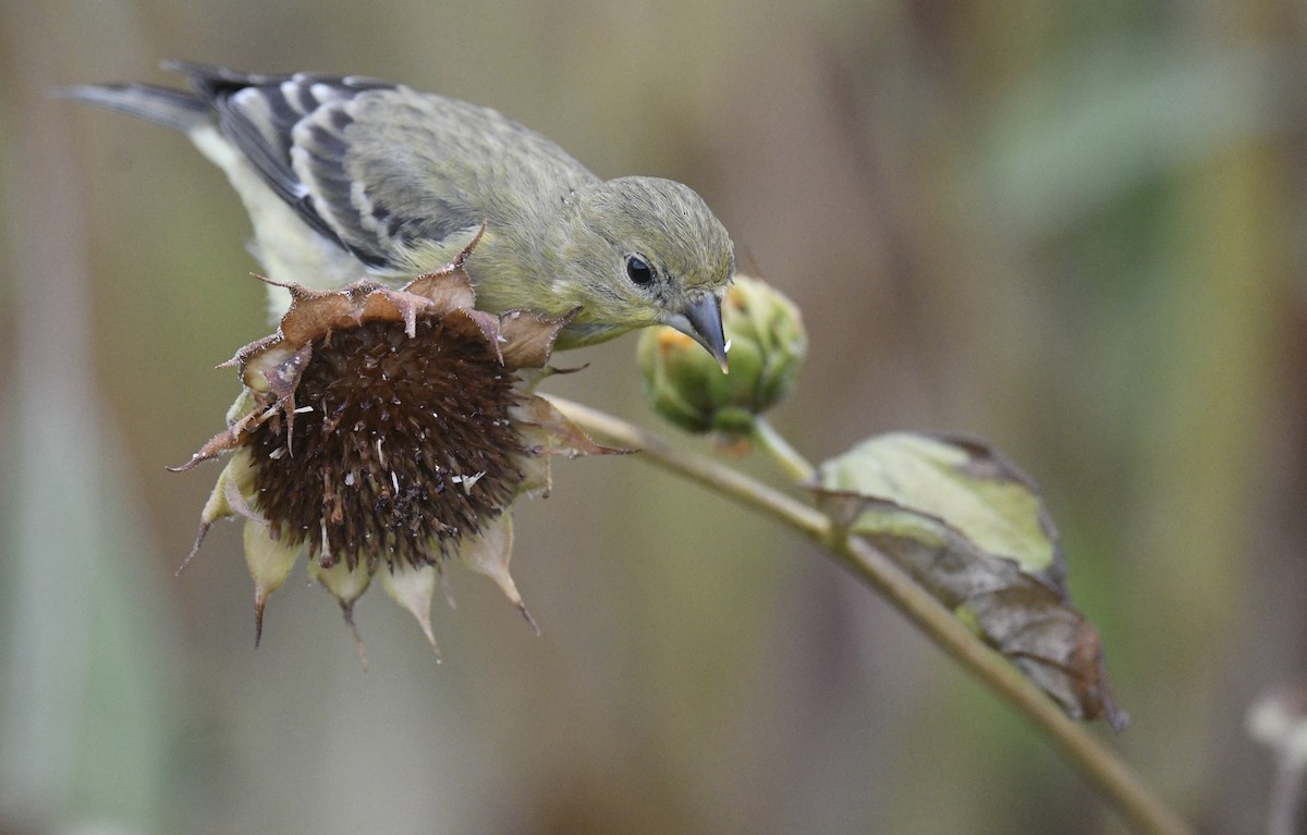 Lesser Goldfinch - ML643214728