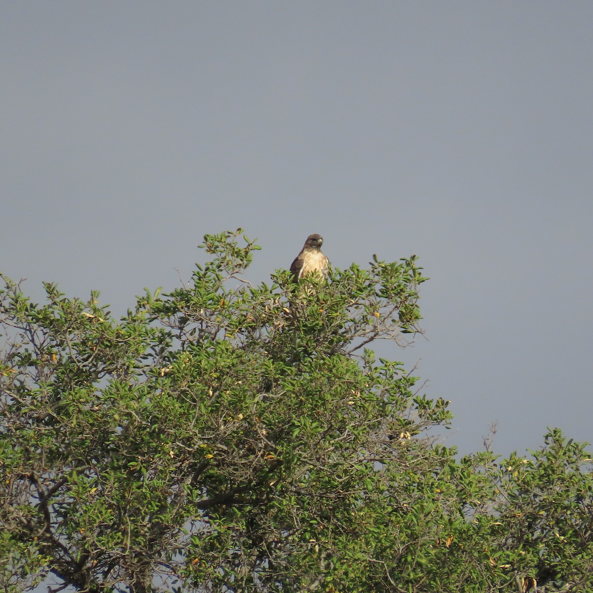 Red-tailed Hawk - ML643214731