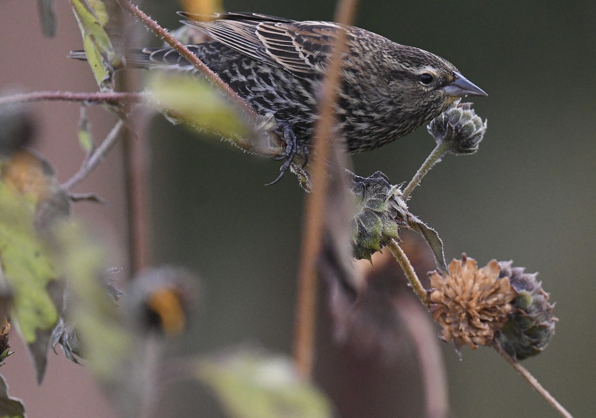 Red-winged Blackbird - ML643214742