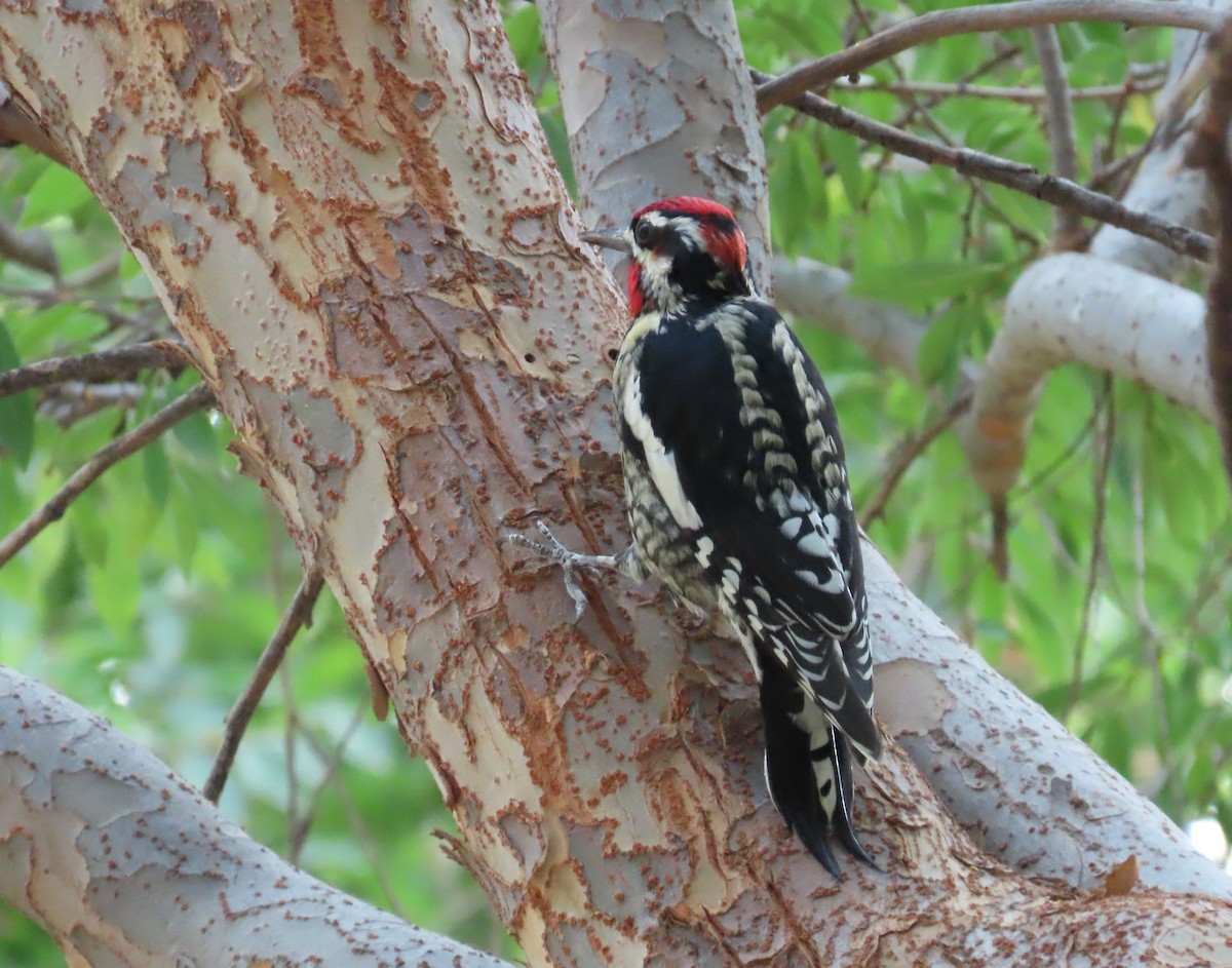 Red-naped Sapsucker - ML643214765