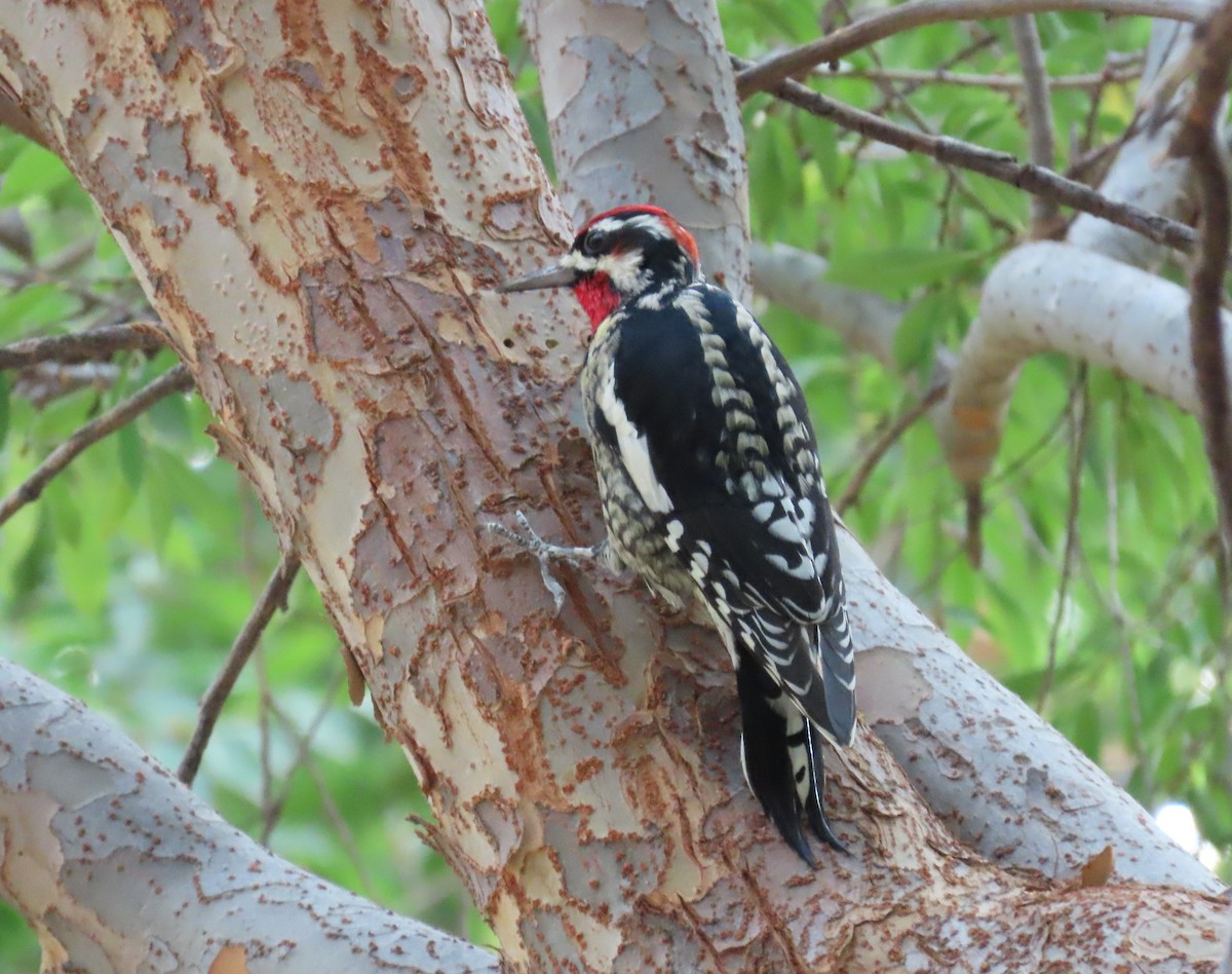 Red-naped Sapsucker - ML643214780