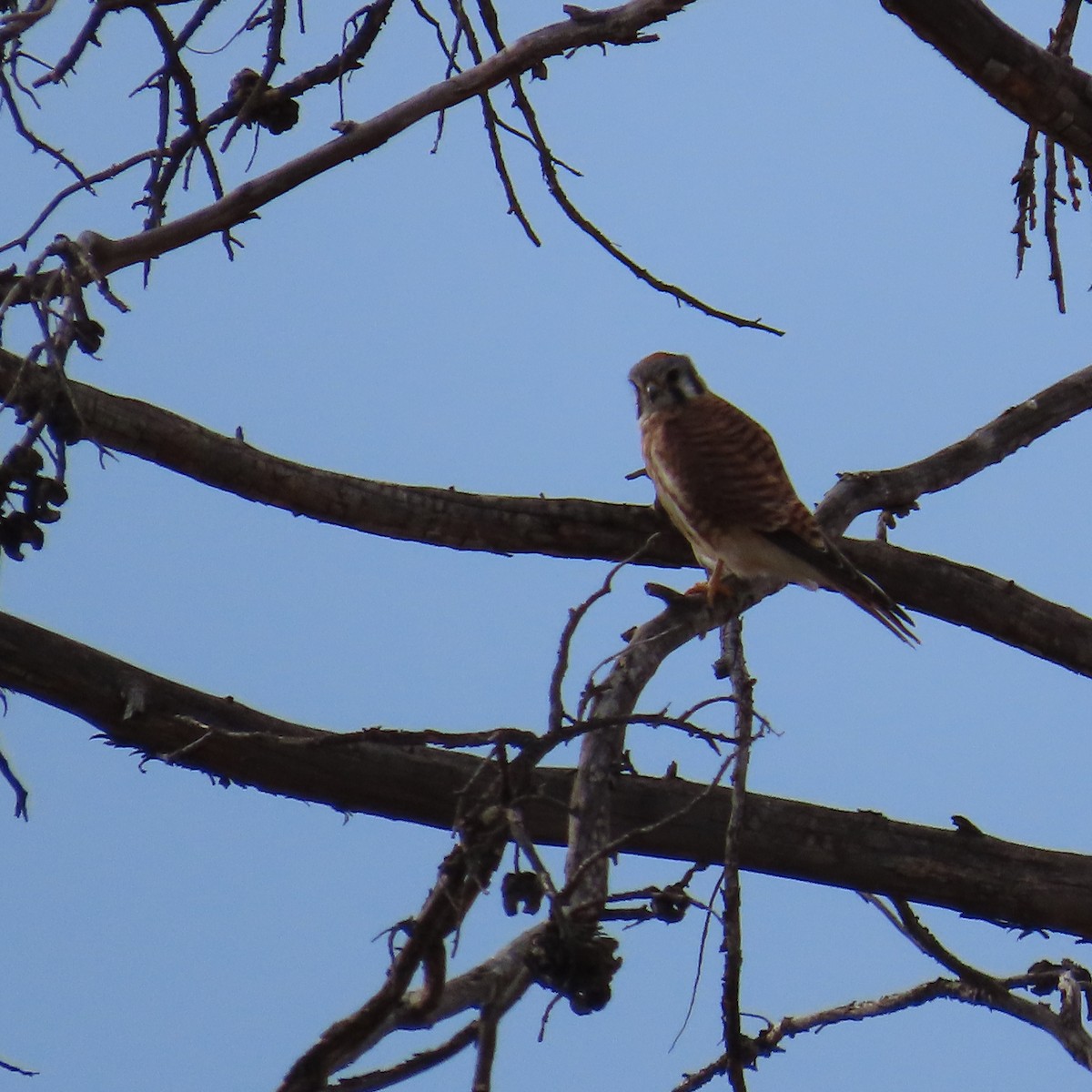 American Kestrel - ML643214795