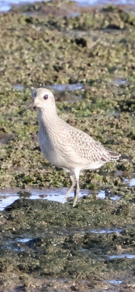 Pluvier argenté - ML643214796