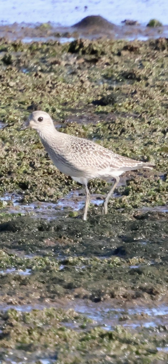 Pluvier argenté - ML643214797