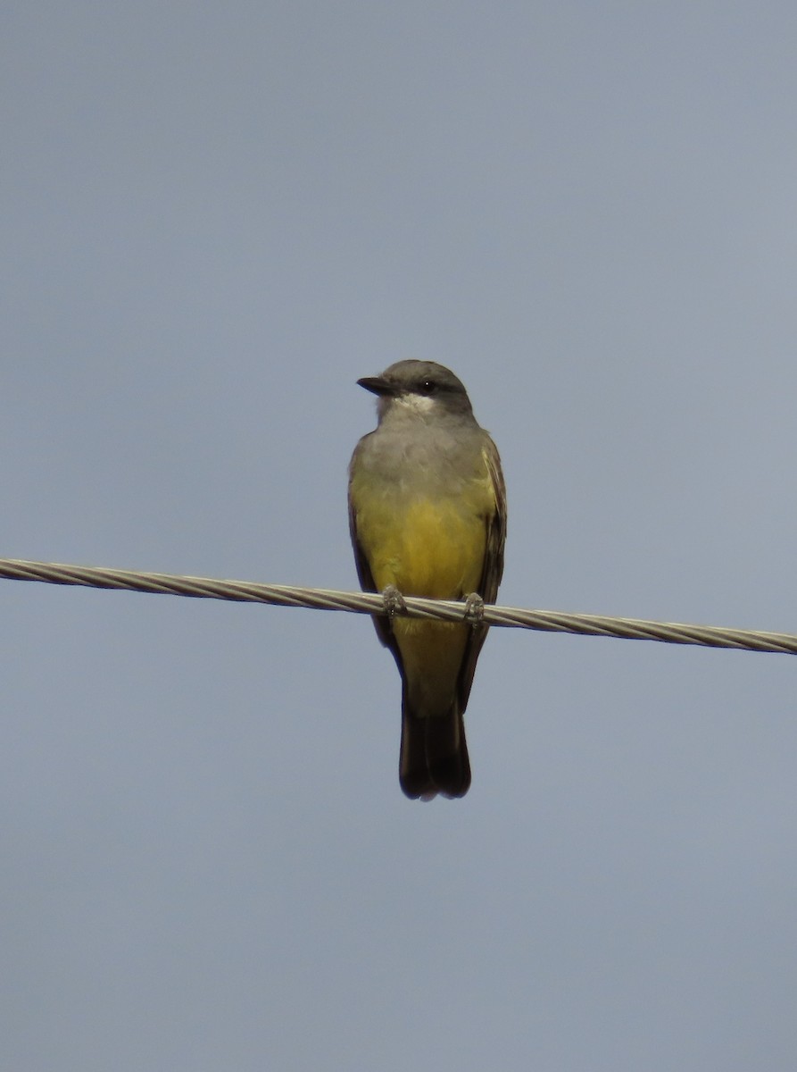 Cassin's Kingbird - ML643214807