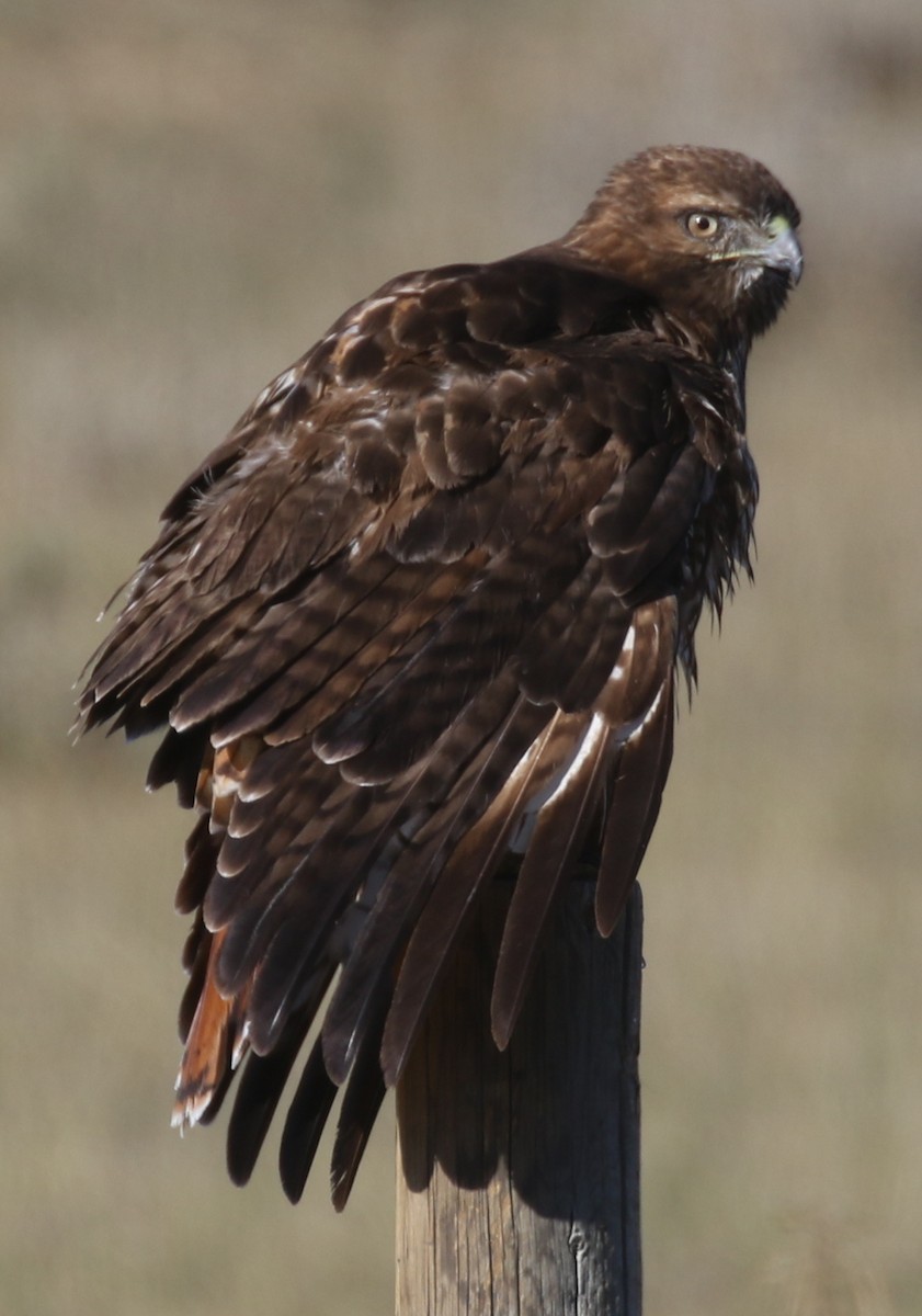Zapelatz buztangorria - ML643214816